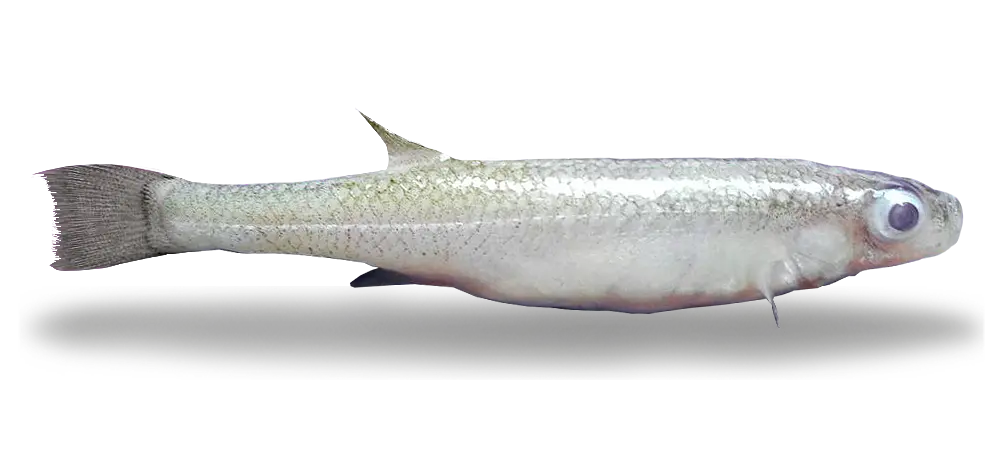 Ispi fish